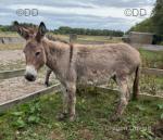 Lucy & Holly, 3 Year Old Jenny Donkeys
