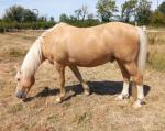 Information About Gabriel, 14.1hh Gelding