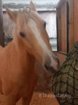 Information About Gabriel, 14.1hh Gelding