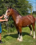 3 Year Old Gelding 