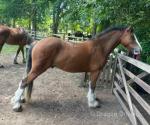 3 Year Old Gelding 