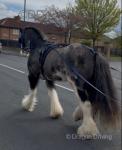 14.2hh Horse
