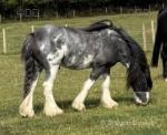 14.2hh Horse