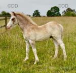 Welsh Section C Colts