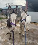 Maggie & Rita, Jenny Donkeys