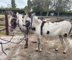 Maggie & Rita, Jenny Donkeys