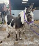 Maggie & Rita, Jenny Donkeys