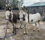 Maggie & Rita, Jenny Donkeys