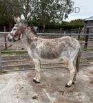 Dolly, Jenny Donkey in Foal