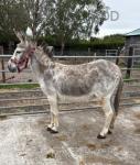 Dolly, Jenny Donkey in Foal