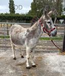 Dolly, Jenny Donkey in Foal