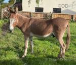 Dolly, Jenny Donkey in Foal