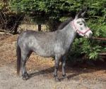 Mary-Lou, Mule Mare