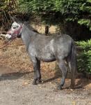 Mary-Lou, Mule Mare