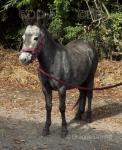 Mary-Lou, Mule Mare