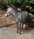 Mary-Lou, Mule Mare