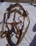 Harness