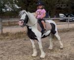 Driving Ponies