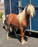 Driving Ponies