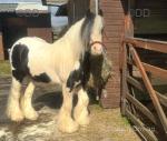 12hh Ride and Drive Gelding with Cart and Harness