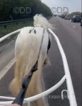 12hh Ride and Drive Gelding with Cart and Harness