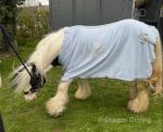 12hh Ride and Drive Gelding with Cart and Harness