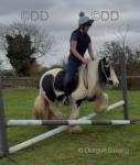 12hh Ride and Drive Gelding with Cart and Harness