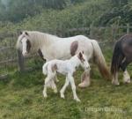 Broodmare with Foal at Foot 