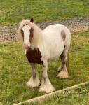 Broodmare with Foal at Foot 