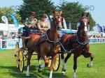 16hh Ride & Drive Geldings with Carriage & Harness