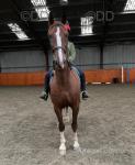 16hh Ride & Drive Geldings with Carriage & Harness
