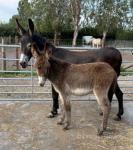 Hayley & Roy, Jenny Donkey with Jack Donkey Foal at Foot