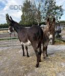 Hayley & Roy, Jenny Donkey with Jack Donkey Foal at Foot