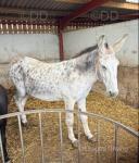 Hayley & Roy, Jenny Donkey with Jack Donkey Foal at Foot
