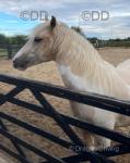 14hh Geldings