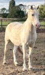 14hh Geldings