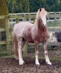 Welsh Section A Colt and C Mare