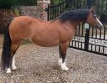 Welsh Section A Colt and C Mare