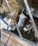 Donkeys