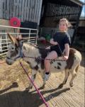 Donkeys