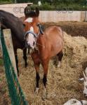 Hackney Driving Gelding
