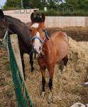 Hackney Driving Gelding