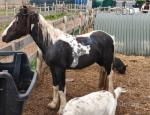 Driving Pony