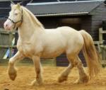 San Cler Barleycorn, 15hh Stallion at Stud - Click to Enlarge