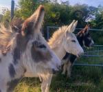 Trio of Donkeys