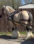 The Golden Archer, 15hh Stallion at Stud