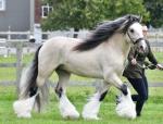 The Golden Archer, 15hh Stallion at Stud