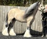 The Golden Archer, 15hh Stallion at Stud