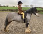 Sonic, 12hh Ride and Drive Gelding
