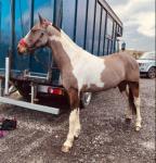 Hunter, 15.1hh Standardbred Ride and Drive Gelding 